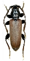 Tetropium castaneum