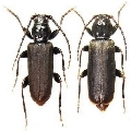 Tetropium fuscum