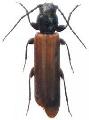 Tetropium gracilicum