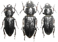 Spondylis buprestoides