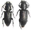 Spondylis upiformis