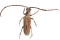 Philus antennatus