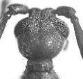 Vesperus strepens