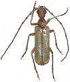 Vesperus conicicollis conicicollis