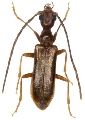 Vesperus jertensis 