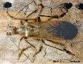 Vesperus ligusticus