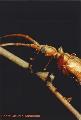 Vesperus ligusticus