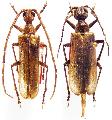 Vesperus ligusticus