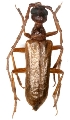 Vesperus sanzi 