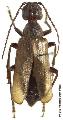 Vesperus strepens