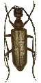 Vesperus strepens