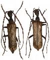 Vesperus xatarti