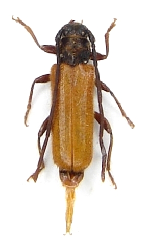 Anisarthron barbipes 