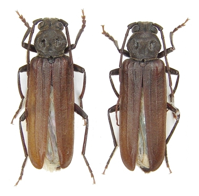 Arhopalus foveicollis