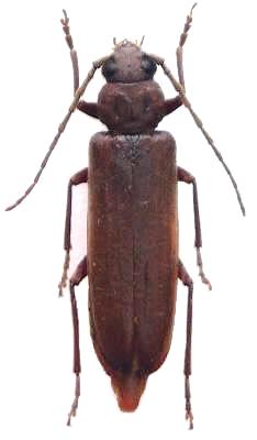 Arhopalus coreanus