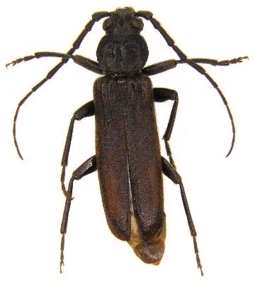 Arhopalus rusticus montanus