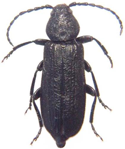 Asemum striatum Asemum striatum