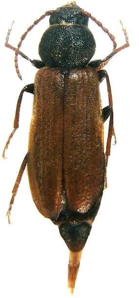 Asemum striatum Asemum striatum
