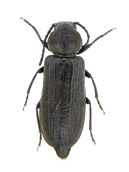 Asemum striatum Asemum striatum