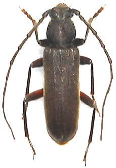 Cephalallus oberthueri