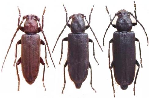 Megasemum quadricostulatum