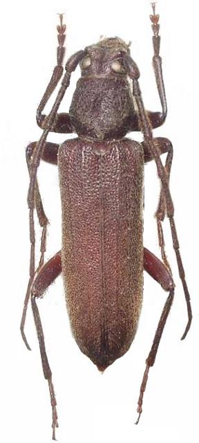 Cephalallus oberthueri