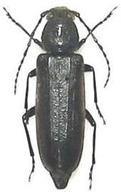 Megasemum quadricostulatum