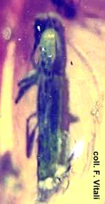 Nothorhina granulicollis