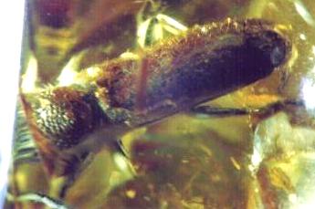 Nothorhina granulicollis