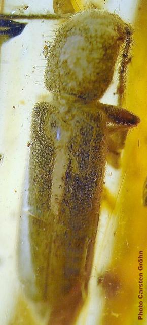 Nothorhina granulicollis