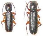 Nothorhina muricata Nothorhina muricata