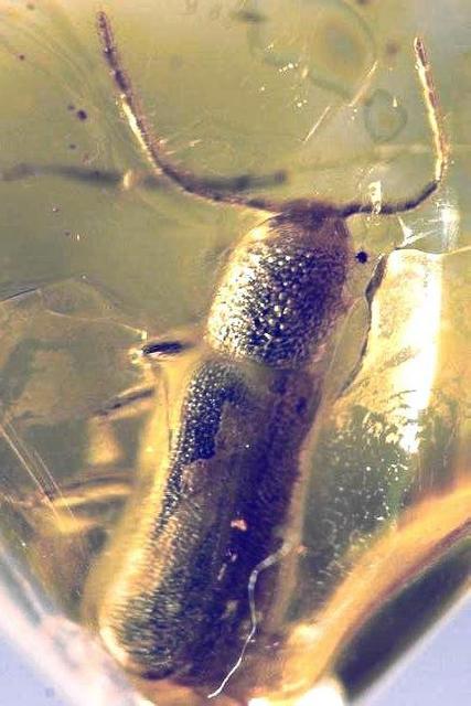 Nothorhina granulicollis