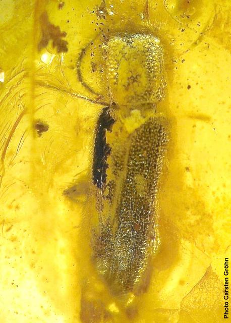 Nothorhina granulicollis