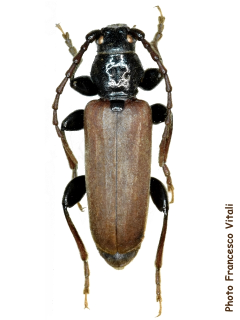 Tetropium castaneum Tetropium castaneum