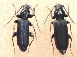 Tetropium morishimaorum