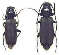 Tetropium morishimaorum