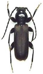 Tetropium morishimaorum