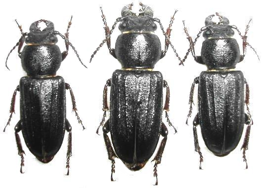 Spondylis buprestoides