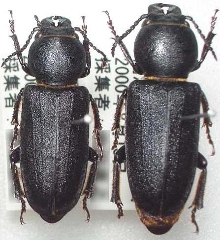 Spondylis buprestoides