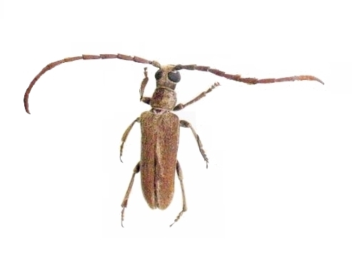 Philus antennatus