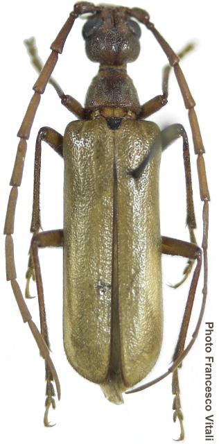 Vesperus aragonicus