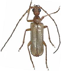 Vesperus conicicollis conicicollis