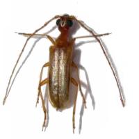 Vesperus conicicollis hispalensis