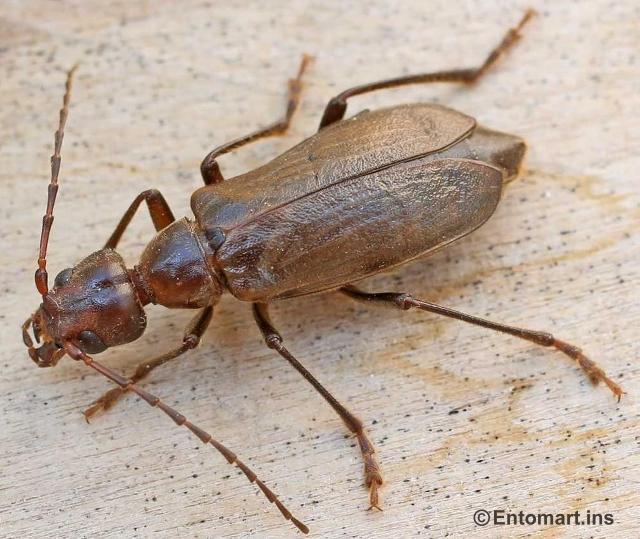 Vesperidae Vesperini Vesperus strepens