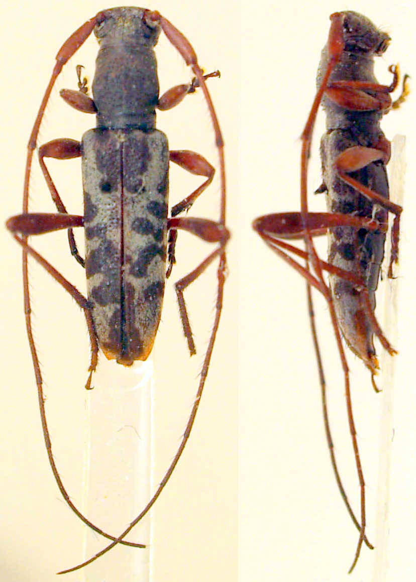 Cerambycoidea Forum - Philippines: Rondibilis rufipes Paratype