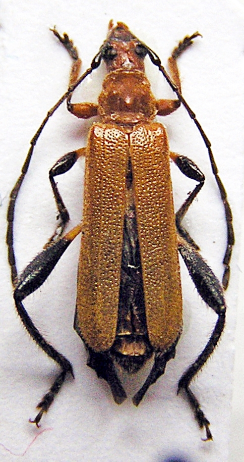 Cerambycoidea Forum - Vietnam, Kunbir pallidipennis