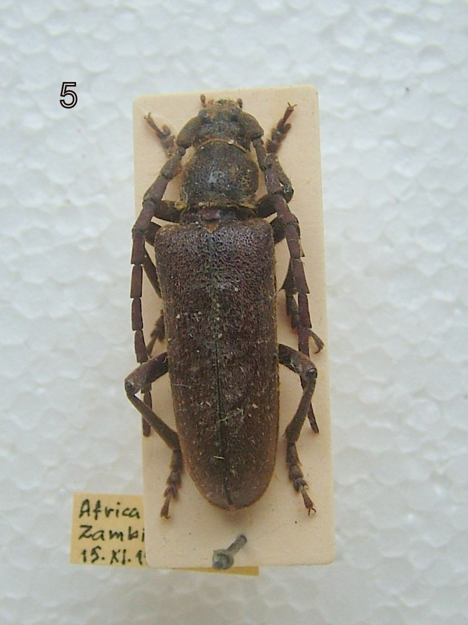 Cerambycoidea Forum - Zambie