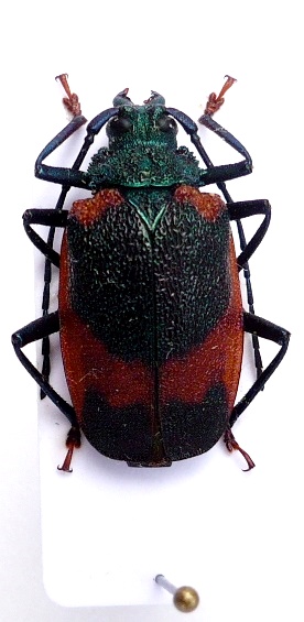 Cerambycoidea Forum - unknown pyrodes species